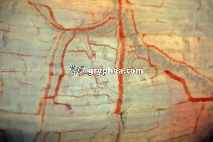 Capillaires sanguins x25 - gryphea.org